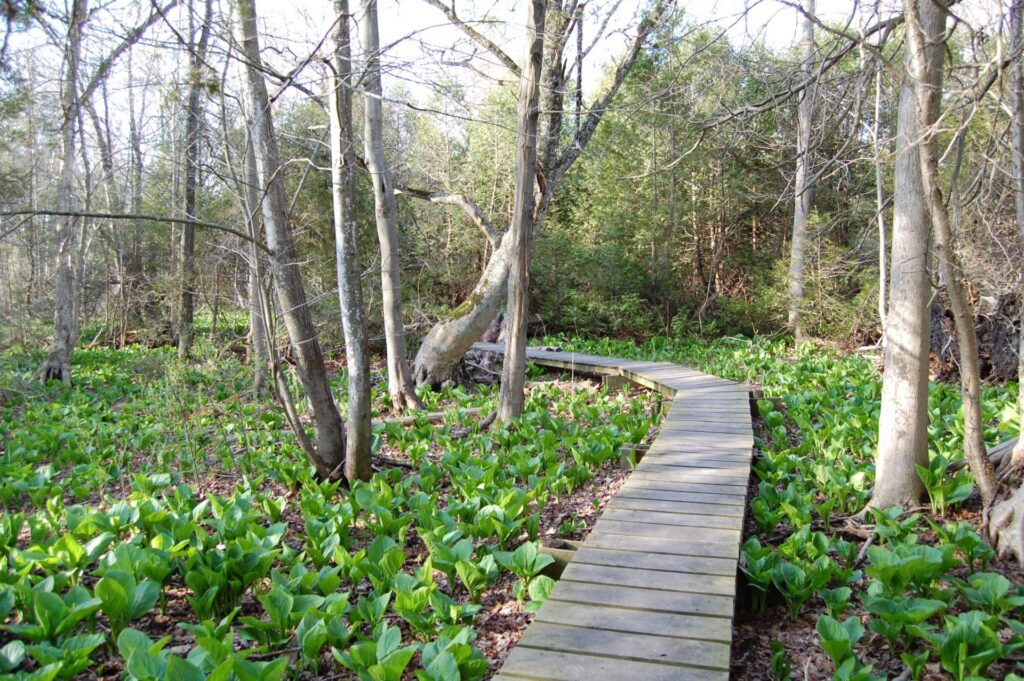 The Best Hiking Spots In and Around London, Ontario
